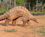 More evidence Pangolin not intermediary in transmission of SARS-CoV-2 to humans