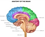 The Anatomy of the Human Brain