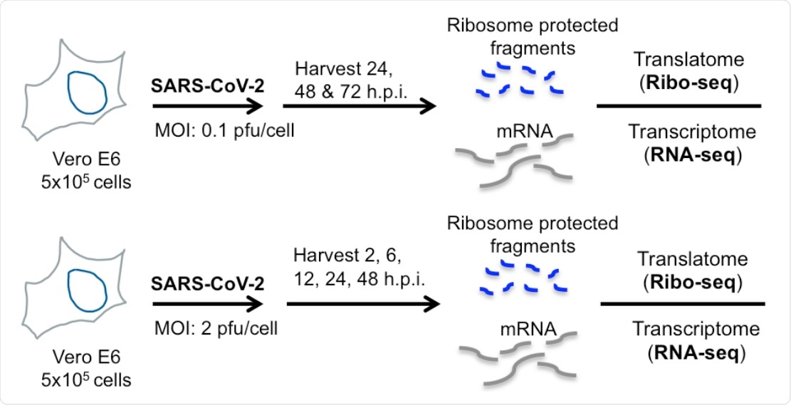 Ribo-seq reveals uneven ribosome occupancy on SARS-CoV-2 RNAs during low MOI infection. (A) Schematic diagram of Ribo-seq and RNA-seq experiments conducted in this study. Vero E6 cells were infected at 0.1 pfu/cell and cells were processed for RNA-seq and Ribo-seq at 24, 48 and 72 hpi.