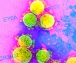 Bispecific sybodies show potential against SARS-CoV-2