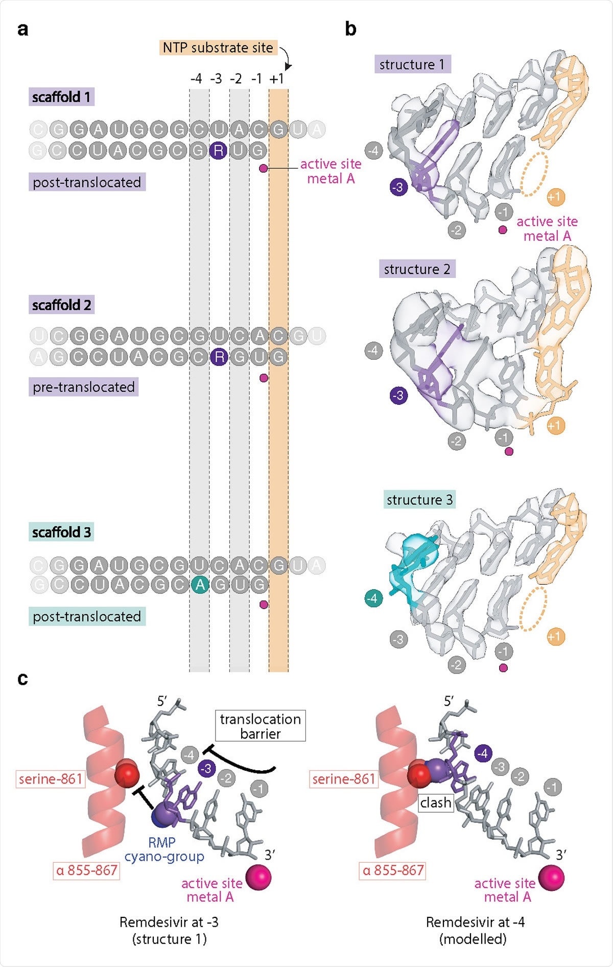 Structural analysis of remdesivir-induced RdRp stalling. a Position of RNA scaffolds 1–3 as observed in RdRp-RNA complex structures 1–3. Template and product strands are on the top and bottom, respectively. b Cryo-EM density of RNA in the active center of structures 1–3. The active site metal ion was modelled30 and is shown as a magenta sphere. c The C1’-cyano group of the RMP ribose moiety (violet) is accommodated at position –3 (left), but would clash with the side chain of nsp12 residue serine-861 (red) at position –4 (right). Spheres indicate atomic van der Waals surfaces.