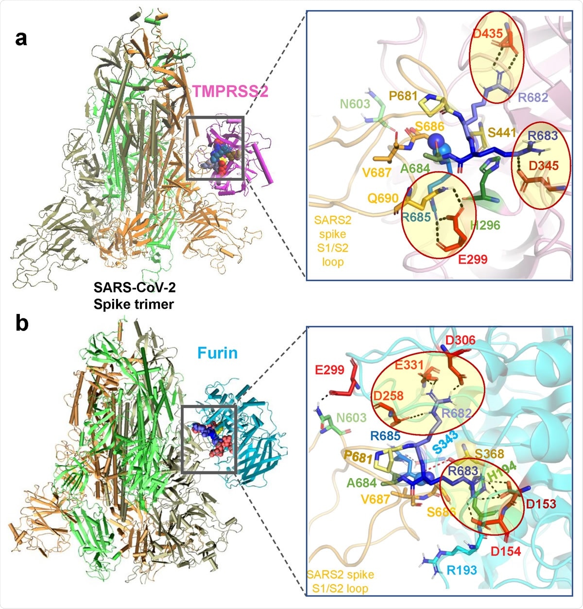Binding poses of human proteases TMPRSS2 and furin to SARS-CoV-2 S protein. (a-b) Structural models for the SARS-CoV-2 S protein complexed with TMPRSS2 (a), and furin (b), obtained from docking simulations followed by refinements. An overview (left) and a zoomed in view (right) are shown in each case. The arginines in the S1/S2 loop P681RRARS686 are shown in different shades of blue, and their interaction partner (acidic residues) in the proteases are shown in red. Spheres (right panels) highlight the peptide bond that would be cleaved (between R685 and S686). TMPRSS2 catalytic triad residues are in yellow for S441, green for H296, and dark red for D345. Their counterparts in furin are S368, H194 and D153. Note the short distance between the carbonyl carbon from R685 and the hydroxyl oxygen of the catalytic serine S441 of TMPRSS2 (3.5 Å) or S368 of furin (3.1 Å). Black dashed lines show the interfacial polar contacts and salt bridges, and those including the S1/S2 loop arginines are highlighted by ellipses.