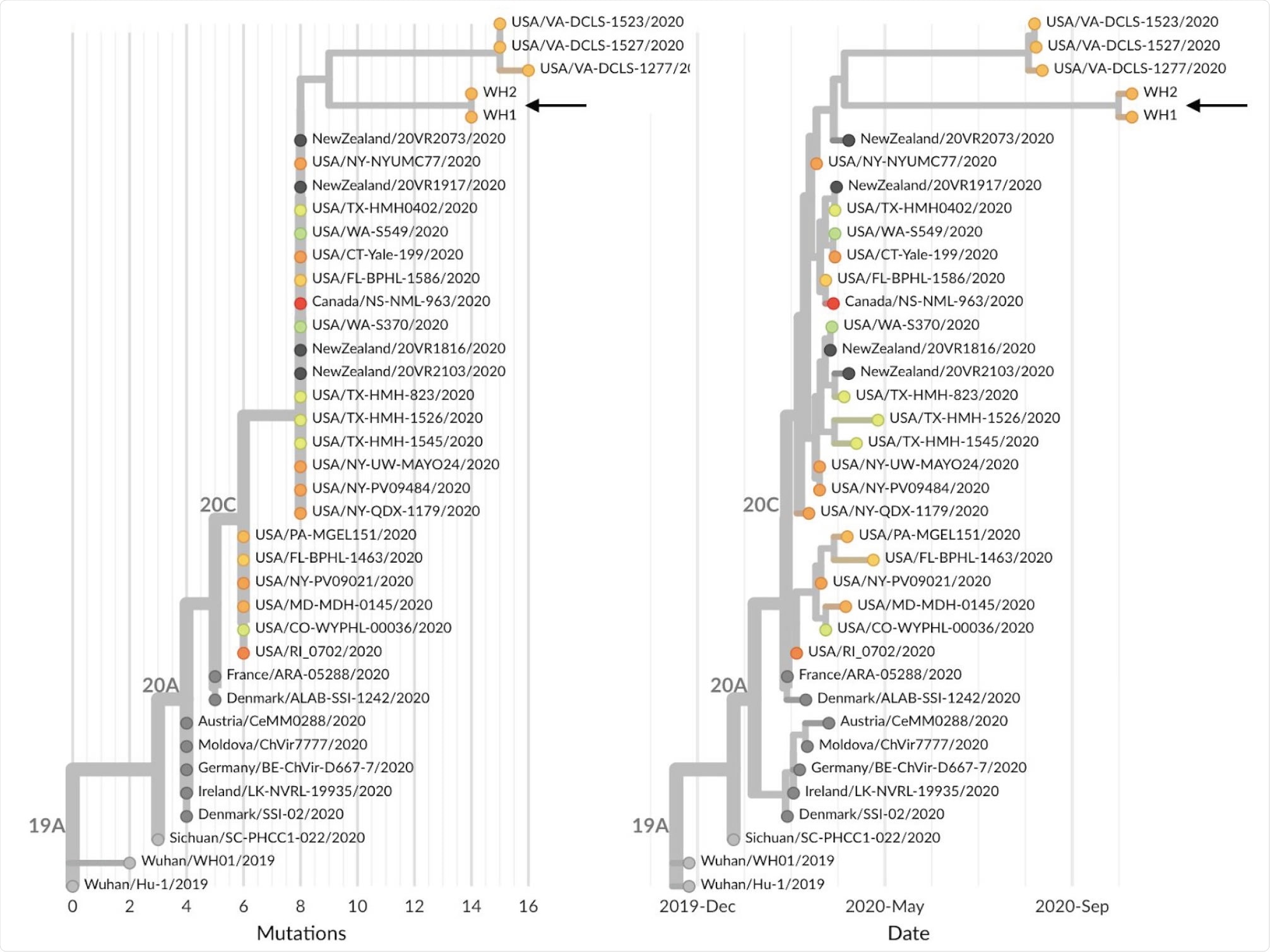 Phylogeny of 38 SARS-CoV-2 viruses that are either sister lineages to WH1 and WH2 or directly ancestral in the global maximum-likelihood phylogeny. Shown are both (A) phylogeny with branch lengths scaled by number of mutations from Wuhan reference genome and (B) temporally resolved phylogeny with branch lengths estimated according to a molecular clock analysis. Both panels are colored according to state of sampling for US samples or colored gray if samples were from outside the US. An interactive version of this figure is available at nextstrain.org/community/blab/ncov-wh/lineage