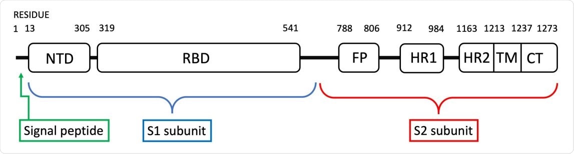 (Color online) Spike protein subunit S1 consists of the N-terminal domain NTD and the receptor binding domain RBD. The subunit S2 consists of the fusion peptide FP, two heptapeptide repeat sequences HR1 and HR2, the transmembrane domain TM and the cytoplasm domain tail CT.
