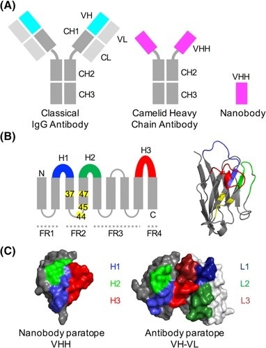 Structural features of conventional and camelid heavy‐chain antibodies (Ab). A, In an Ab, the antigen binds to the VH‐VL interface, while in the camelid heavy‐chain antibody the VH‐homologous VHH domain binds the antigen. In Abs, the VH and VL domains bind to each other and can only be produced in bacterial expression systems when joined by a peptide linker. B, Like the Ab VH domain, the secondary structure of the VHH domain consists of 9 beta-sheets separated by loop regions, 3 of which are hypervariable (shown in blue, green and red). Four framework regions (FRs) separate the variable loops; these are less sequence‐variable. Four positions known as the VHH‐tetrad are numbered and highlighted in yellow. Right: VHH domain with VHH‐tetrad positions in yellow. C, The antigen‐binding surface in VHH domains and Ab VH‐VL domains (aligned orientations).