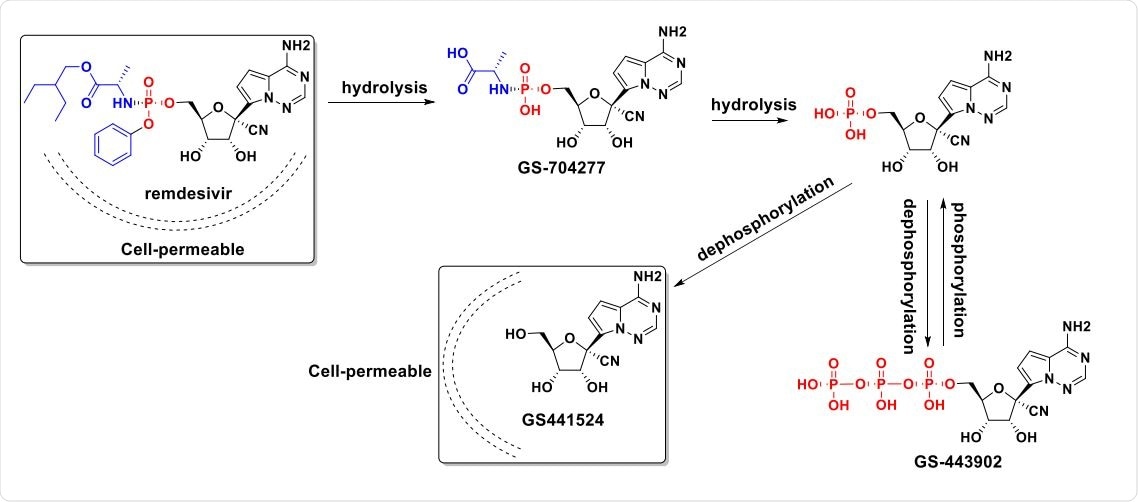 Proposed remdesivir metabolic pathway and chemical structures of metabolites