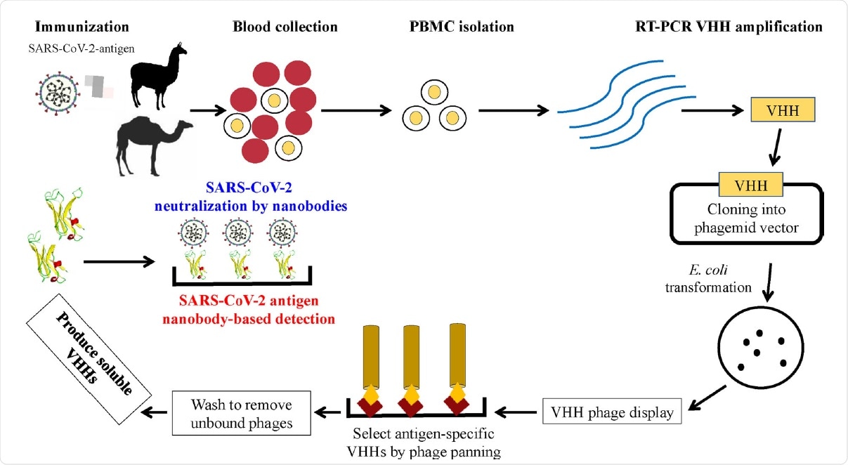 Schematic representation of the heavy-chain variable domains (VHHs) generation process and their potential applications as therapeutic agents and as diagnostic tools for COVID-19 pathology. Blood is collected from SARS-CoV-2 antigen-immunized camelids to isolate PBMCs. RNA is extracted from PBMCs followed by RT-PCR to amplify VHH. The VHH DNA sequence is ligated into a phagemid vector and transformed into E. coli. VHH phage display is carried out to isolate SARS-CoV-2 antigen-specific clones. After rounds of panning on the antigen of interest, SARS-CoV-2 antigen-specific VHH coding sequence is selected. The identified VHH coding gene is inserted into a yeast expression vector to produce a soluble VHH.