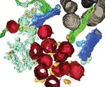Scientists show SARS-CoV-2's viral replication with 3D integrative imaging