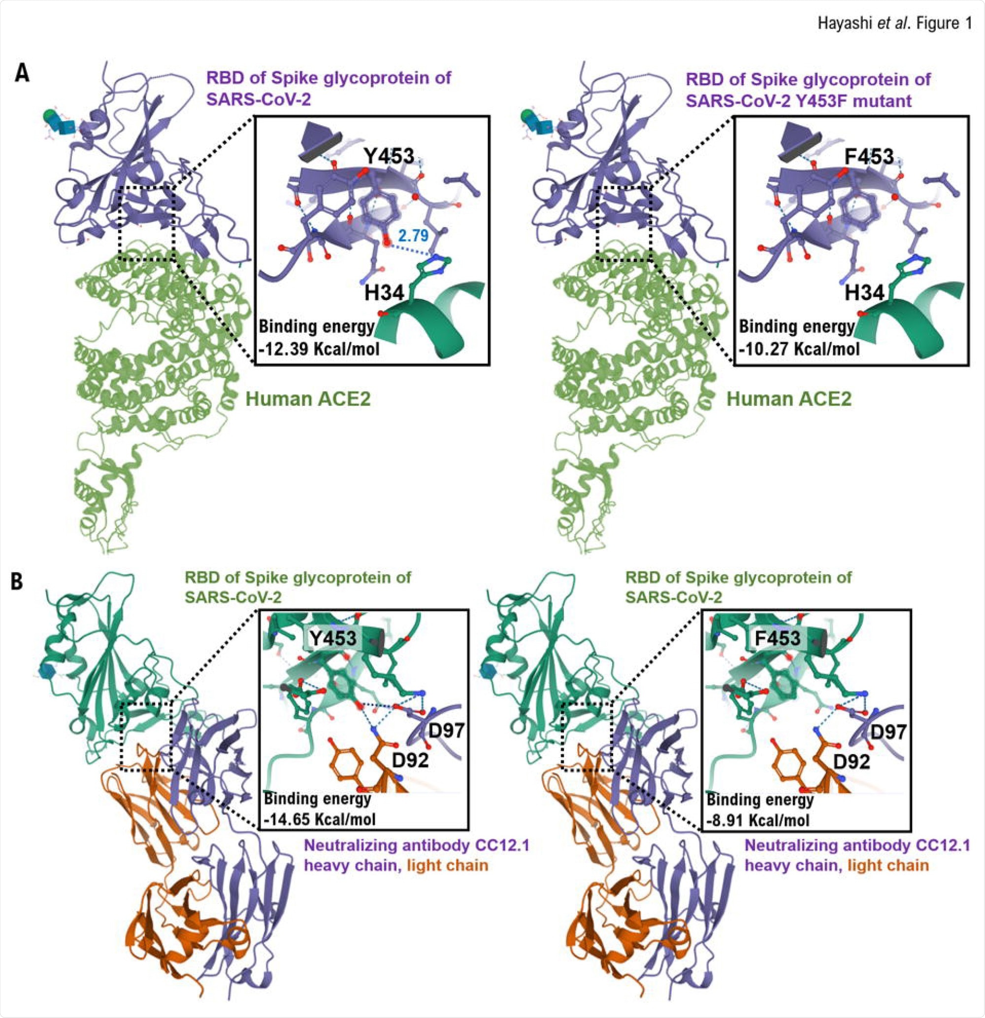 Interactions between the RBD and RBD Y453F mutant in the spike glycoprotein of SARS-CoV-2 and heavy chain of neutralizing monoclonal antibody (CC12.2).