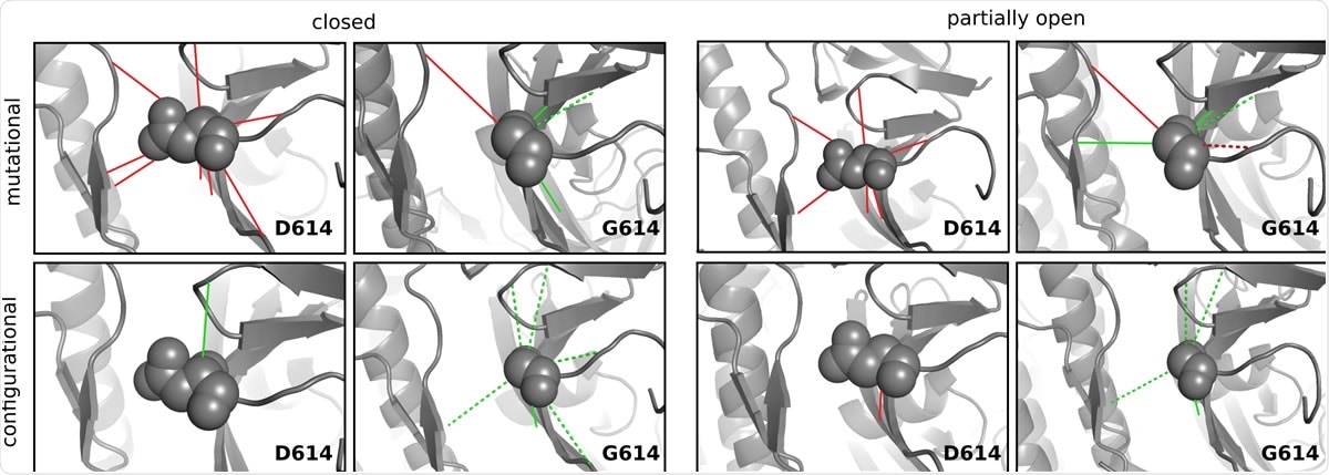 Frustration in the local interaction energies of SD614 and SG614 variants. Shown are the mutational (top panel) and configurational (bottom panel) frustrations exist in the inter-residue interactions formed by aspartate or glycine at 614th position. Minimally and highly frustrated interactions are indicated by green and red lines, respectively. Watermediated interactions are represented as dashed lines and the variant residue is shown as sphere. Results for closed and partially open conformation were shown for a protomer (chain ID: A) in the trimer and similar patterns are observed for the other two protomers (Supplementary Table S1).