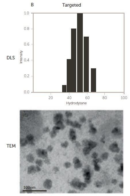 Size of non-targeted (upper) and targeted (lower) polymeric micelles by DLS and TEM