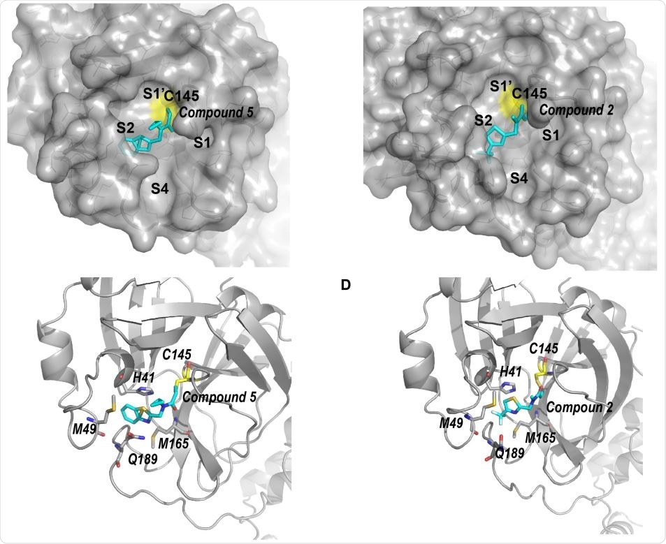 Structure of SARS-CoV-2 Mpro complexed with compound 2 & 5. (A) Surface plot of SARS-CoV-2 Mpro complexed by compound 5 (cyan). Compound 5 occupies pockets S1’ and S2. (B) Ribbon model of SARS-CoV-2 Mpro-5. Residues surrounding the benzothiazole moiety of 5 are shown with stick model. (C) Surface plot of SARS-CoV-2 Mpro complexed with 2 (cyan). The trifluoromethyl thiazole moiety of 2 occupies the S2 pocket. (D) Ribbon model of SARS-CoV-2 Mpro-2. Residues surrounding the trifluoromethyl thiazole moiety are shown with stick model.