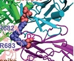 Research shows a unique T cell receptor repertoire in MIS-C patients