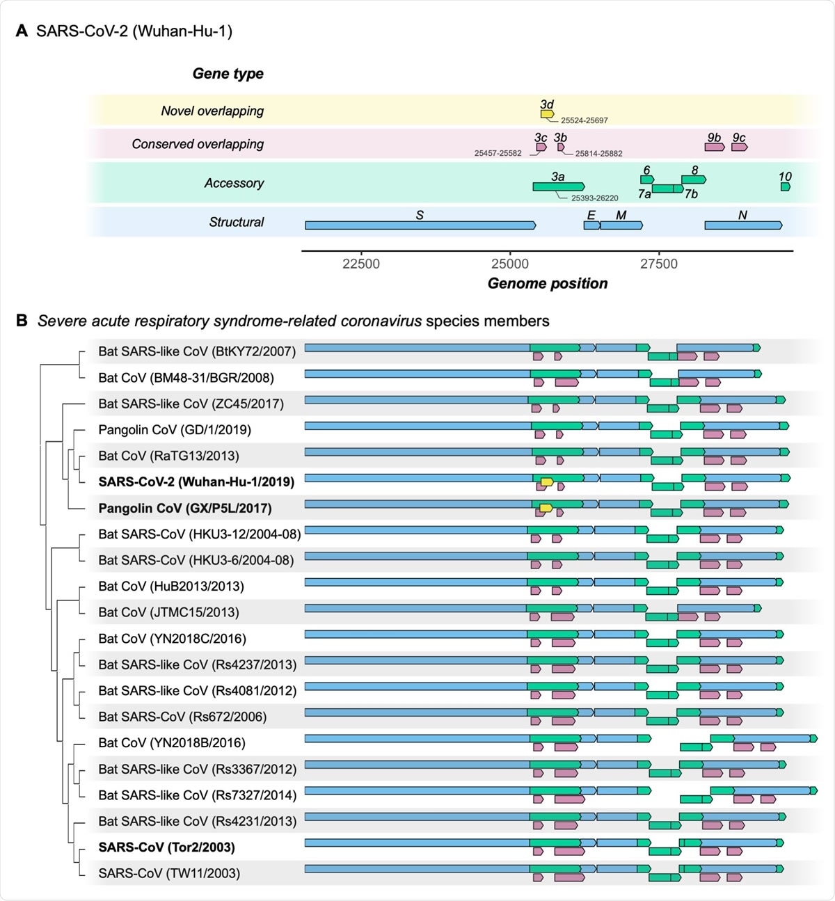 Gene repertoire and evolutionary relationships of Severe acute respiratory syndrome-related coronavirus species members. Only genes downstream of ORF1ab are shown, beginning with the Spike gene S. (A) Four types of genes and their relative positions in the SARS-CoV-2 Wuhan-Hu- 1 genome (NCBI: NC_045512.2). Genes are colored by type: novel overlapping genes (OLGs) (gold; ORF3d only); conserved OLGs (burgundy); accessory (green); and structural (blue). Note that ORF3b has been truncated relative to SARS-CoV genomes, whereas ORF8 remains intact (i.e. has not been split into ORF8a and ORF8b). (B) Genes with intact ORFs in each of 21 Severe acute respiratory syndrome-related coronavirus genomes. Gene positions are shown relative to each genome, i.e. homologous genes are not precisely aligned.