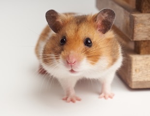 Nafamostat mesylate initially reduces SARS-CoV-2 viral loads in hamsters, study finds
