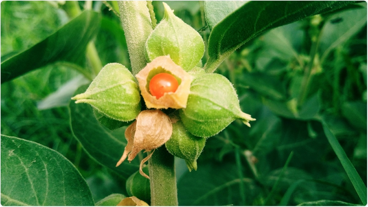 Withania somnifera, known commonly as ashwagandha, Indian ginseng, poison gooseberry, or winter cherry is a plant in the Solanaceae or nightshade family.  Image Credit: H By Hem Stock / Shutterstock