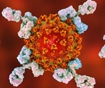 SARS-CoV-2 immunity may last over six months through antibody evolution and B cell memory