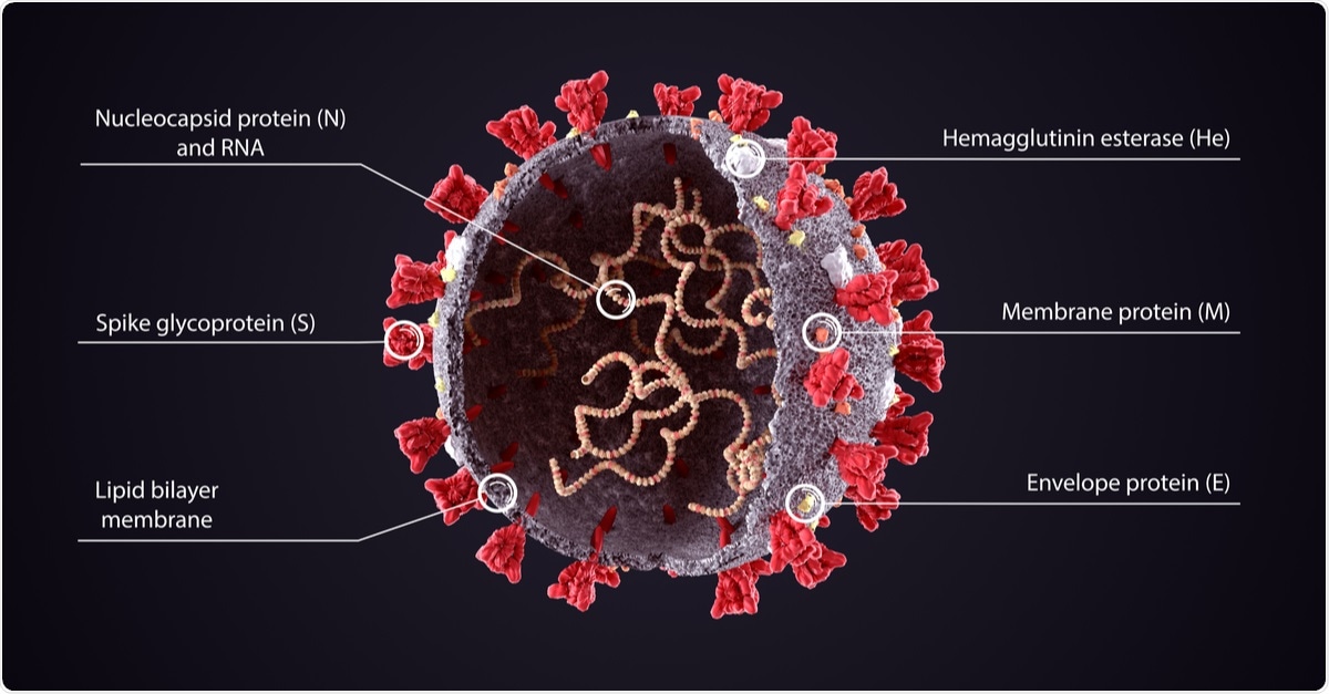 3D Illustration of COVID-19 Virus Structure Diagram. Corona Virus SARS-CoV-2, 2019 nCoV virus sheme. Full text description with sliced model and RNA on dark background. Image Credit: Orpheus FX / Shutterstock