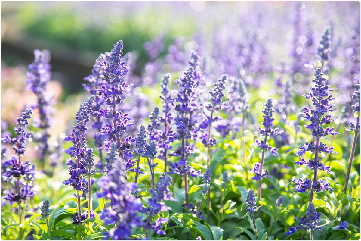 Study: Universally available herbal teas based on sage and perilla elicit potent antiviral activity against SARS-CoV-2 in vitro. Salvia officinalis. Image Credit: Liewluck / Shutterstock