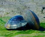Mollusc-derived compounds potential medicines for COVID-19 and other respiratory diseases