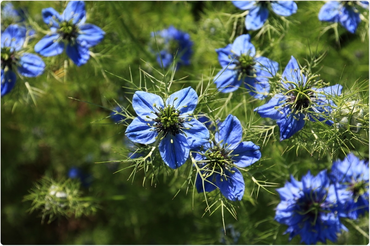 Study: Efficacy of honey and Nigella sativa against COVID-19: HNS-COVID-PK Trial. Image Credit: theapflueger / Shutterstock