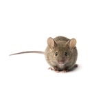 SARS-CoV-2-induces temporary loss of smell in mice