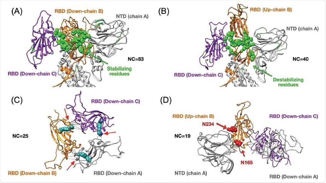 Top panels show changes in terms of stability between the closed (3down) and open (1up2down) states. Panel (A) shows the case of the RBD in chain B stabilized by neighboring protein domains such as the RBD and NTD from chain C and A respectively. The stabilizing 25 residues are highlighted in green and they establish several high-frequency native contacts (NC) equal to 83. Panel (B) shows the same set of residues from panel (A) that are destabilized in the open state forming 40 contacts. Panel (C) shows the stabilization due to 25 contacts between all RBDs in the closed state. The structure of the LA (in cyan) has been superimposed onto our results as it was shown to lock the closed state by forming contacts between two adjacent RBDs. Panel (D) depicts the RBD in up conformation that has been stabilized by 19 contacts formed between the NTD and two other RBDs. The positions of two N-glycans that assist structurally by making extensive interaction with the RBD in the up conformation have been superimposed onto our structure. We highlight the residue contacts that are responsible for stabilization by dashed black lines.
