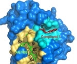 Researchers identify acrylamides that inhibit SARS-CoV-2 main protease
