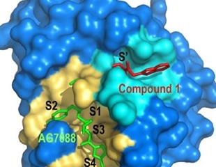 Researchers identify acrylamides that inhibit SARS-CoV-2 main protease
