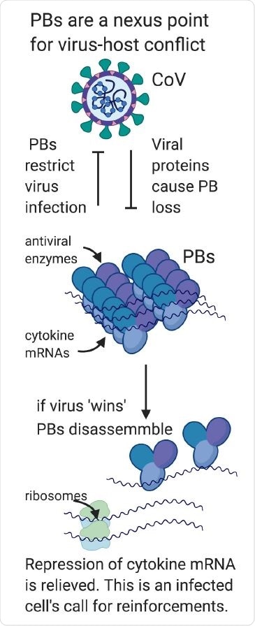 Processing bodies are a nexus point for virus-host conflict. In part one of our model, we hypothesize that PBs are direct-acting antiviral granules that can restrict virus infection when present as visible condensates; for this reason, they are targeted for disassembly by most viruses. In part two of our model, we propose that viral PB disassembly is perceived by the cell as a danger signal and relieves suppressed cytokine transcripts to produce proinflammatory cytokines that recruit and activate immune cells. In this way, PB disassembly may also contribute to the pathogenic cytokine responses that underly many viral illnesses including COVID.