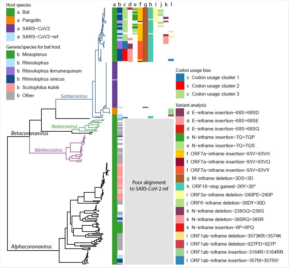 Ladderised phylogenetic tree of bat-CoV, pangolin-CoV and SARS-CoV-2 (Wuhan dataset and reference) genomes. Metadata are indicated on the top left corner, including a) dataset name and b) the bat genera and species if the genome is of bat host. Clades for Betacoronavirus subgenera, Sarbecovirus, Nobecovirus and Merbecovirus, are indicated on the graph, showing that our codon usage bias and variant analysis results are restricted to the Sarbecovirus due to poor alignment between SARS-CoV-2 ref and genomes outside this subgenera. There also appears to be some degree of genera and species separation for bat hosts. The majority of the Sarbecovirus affect the bat genus Rhinolophus (column b, light blue, dark blue and purple), whereas a much smaller proportion of the Alphacoronavirus are found in bats of this genus. Some clades overlap with specic bat species, including Rhinolophus ferrumequinum, Rhinolophus sinicus and Scotophilus kuhlii. The results from the analysis made in later parts of this study are also highlighted, including c) codon usage bias clusters, d-f) high impact variants with multiple variants are found in the same amino acid position, g-j) other high impact variants with a single amino acid change found in > 10 genomes, k-l) other high impact variants.