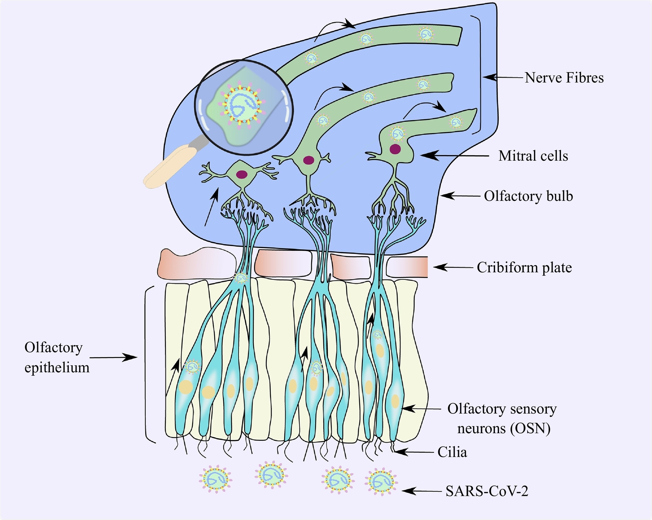 The entry of SARS-CoV-2 in the CNS via the olfactory sensory neurons.