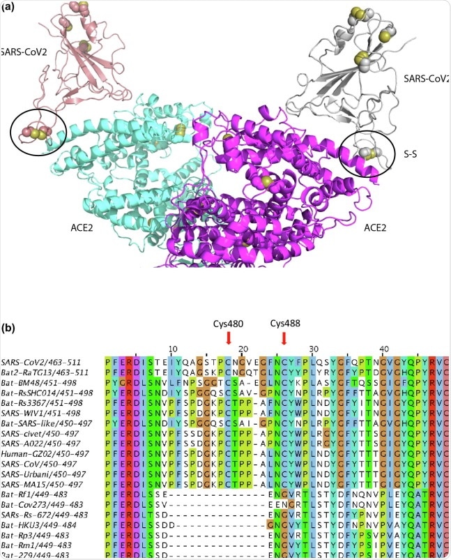 Ribbon representation of the complex of the receptor binding domain (RBD) of the surface spike glycoprotein (S-protein) of SARS-CoV2 bound to the extracellular domain of the human ACE2 receptor