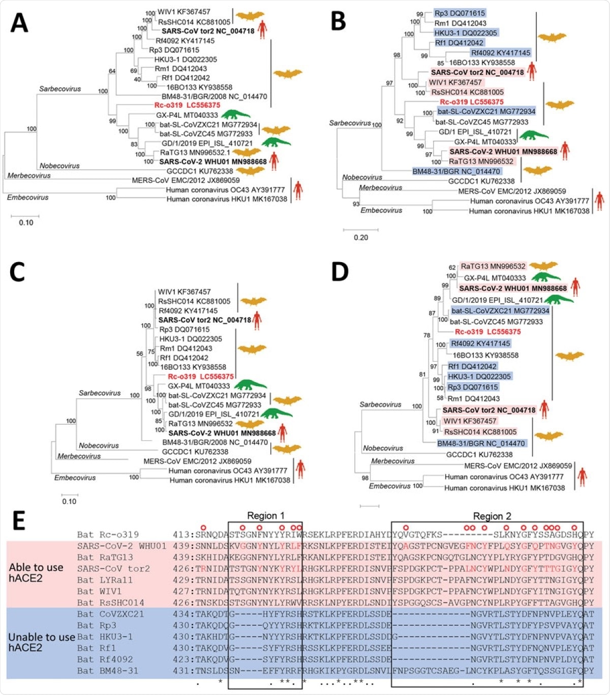 Phylogenetic analysis of sarbecovirus sequenced from little Japanese horseshoe bats (Rhinolophus cornutus) and genetically related to human SARS-CoV-2, Japan. A–D) Phylogenetic trees were generated by using maximum-likelihood analysis combined with 500 bootstrap replicates and show relationships between bat-, human-, and pangolin-derived sarbecoviruses. Phylogenetic trees are shown for nucleotide sequences of the full genome (A), the S protein gene and amino acid sequences (B), the ORF1ab (C), and the S protein (D). Red text indicates positions of Rc-o319, the sarbecovirus sequenced in this study. For panels B and D, magenta bands indicate viruses with S proteins that bind to human ACE2; blue bands indicate viruses with S proteins that do not bind to human ACE2. Bootstrap values are shown above and to the left of the major nodes. Scale bars indicate nucleotide or amino acid substitutions per site. E) Amino acid sequence alignment of the RBM of S proteins that are able or unable to bind to human ACE2. Amino acid residues of the RBM that contact human ACE2 of SARS-CoV-2 and SARS-CoV are indicated in the upper side by red circles. The 2 regions of S protein RBM known to interact with human ACE2 are indicated by boxes labeled region 1 and region 2. ACE2, angiotensin-converting enzyme 2; hACE2, human angiotensin-converting enzyme 2; ORF1ab, open reading frame 1ab; RBM, receptor-binding motif; S, spike protein; SARS-CoV, severe acute respiratory syndrome coronavirus; SARS-CoV-2, severe acute respiratory syndrome coronavirus 2.