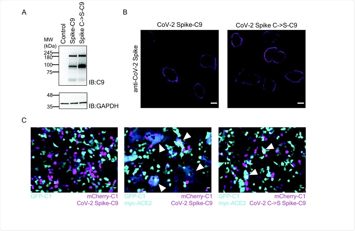 За сливане на клетъчни клетки е необходимо палмитоилиране на Спайк. (A) Western blot на SARS-CoV-2 Spike-C9 от десетте мутанта на Cys to Ser. (Б) Имунофлуоресценция на SARS-CoV-2 Spike и мутант SpikeC-> S-C9. Мащабни ленти, 10µm (C) Ко-култура на HEK клетки, експресиращи Spike-C9 и ACE2 образуват синциций. Клетките HEK293T, котрансфектирани с mCherry-C1 (пурпурен) и SARS-CoV-2 Spike-C9 (вляво и в средата) или SARS-CoV-2 SpikeC-> S-C9 (вдясно), са култивирани с клетки, трансфектирани с EGFP- C1 (вляво, циан) или и myc-ACE2 (в средата, вдясно). Везни, 20 µm. Стрелките показват слети клетки.