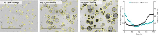 Define cell-type specific passage frequency using integrated morphology metrics. Hepatic organoids were embedded in 100% Matrigel® domes (1:10 split) in 24-well plates. Tracking changes in organoid eccentricity (object roundness) and darkness (object brightness) enabled rapid assessment of optimal culture passage periods. Images (day 6) and time-course data demonstrate that organoids that reached maximal size collapsed (increased eccentricity) and darkened (increased darkness). Data were collected over 192 h at 6 h intervals. All images captured at 4x magnification. Each data point represents mean ± SEM,