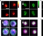 Using Virtual-freezing to Combine Fluorescence Imaging and Flow Cytometry