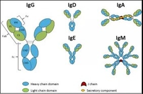 Five different classes of antibody