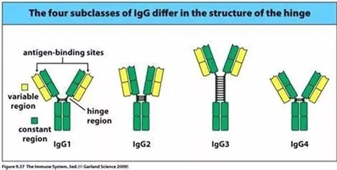 Four IgG subclasses