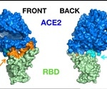 Long-range allosteric influences on SARS-COV-2-ACE2 stability and detachment
