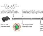 Copper gluconate supplementation could reduce SARS-CoV-2 infection in vitro