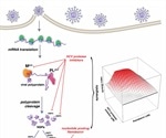 Hepatitis C virus drugs synergize with remdesivir against SARS-CoV-2 in vitro