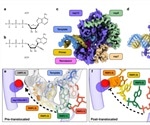 Remdesivir inhibits SARS-CoV-2 replication by preventing RdRp-mediated RNA translocation