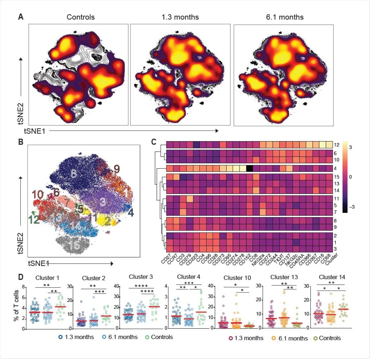 Persistent longitudinal changes in the phenotypic landscape of T cells in individuals recovered from COVID-19. (A) Global viSNE projection of pooled T cells for all participants pooled shown in background contour plots, with overlaid projections of concatenated controls, convalescent patients 1.3 months, and convalescent 6.1 months, respectively. (B) viSNE projection of pooled T cells for all participants of T cell clusters identified by FlowSOM clustering. (C) Column-scaled z-scores of median fluorescence intensity (MFI) as indicated by cluster and marker. (D) Frequency of T cells from each group in FlowSOM clusters indicated. Each dot represents an individual with COVID-19 at 1.3 months (dark blue for CD4+ T cells and dark red for CD8+ T cells) or 6.1 months (light blue for CD4+ T cells and orange for CD8+ T cells) as well as control individuals (green).