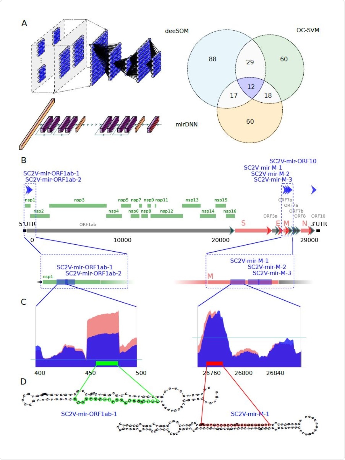 Identification of potential miRNA from six precursors hidden in the protein-coding genome of SARS-CoV-2. A) Venn diagram showing the number of candidate sequences to pre-miRNAs in the SARSCoV- 2 virus found by three machine learning methods: deeSOM (blue), mirDNN (orange) and OC-SVM (green). Deep models are schematically represented. On top is the deeSOM, several layers with ensembles of self-organizing maps, with elastic map size and automatic depth. On bottom is the mirDNN, a novel convolutional neural network with several layers and identity blocks. B) Genome location of the six predicted pre-miRNAs in the SARS-CoV-2 virus. C) Two examples of the read profiles in small RNA-seq samples of Calu-3 cell cultures at 24 hours upon infection. The horizontal blue line indicates the average reads counts for the whole genome. D) Predicted hairpin structures of the two SARS-CoV-2 pre-miRNAs shown in C).