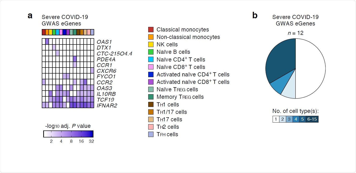 COVID-19-risk variants with eQTL activity in human immune cell types. (a) Genes and cell types influenced by GWAS SNPs linked to severe COVID-19 illness requiring hospitalization. For each cell type (columns), the adj. association P value for the peak GWAS cis-eQTL associated with the indicated eGenes (rows) is shown. (b) Fractions of GWAS eGenes linked to severe COVID-19 illness identified in varying numbers of cell types.
