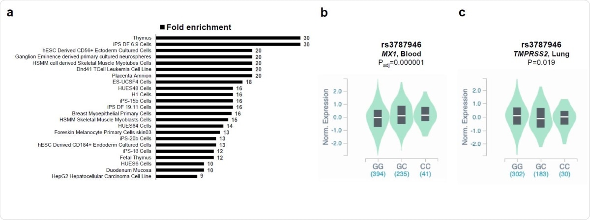 Enrichment of SNPs in regulatory regions and eQTL analyses. The statistically significant fold enrichments (P<0.05 after Bonferroni correction) of SNPs in regulatory DNA regions active in different tissues are shown (a). eQTL violin plots between genotypes of rs3787946 (b) and rs3787946 (c) with MX1 and TMPRSS2 expression from the from the Genotype-Tissue Expression (GTEx).