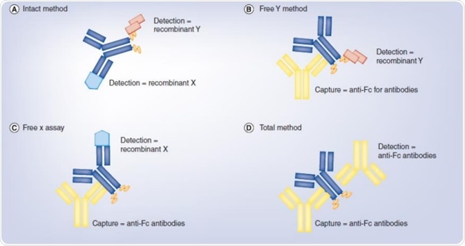 Identification of a Bispecific Antibody with Bioactivity Analysis