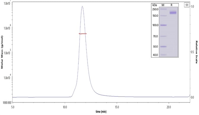 The purity of SARS-CoV-2 S protein (D614G), His Tag, Super stable trimer (Cat. No. SPN-C52H3) was more than 90% and the molecular weight of this protein is around 520-620 kDa verified by SEC-MALS