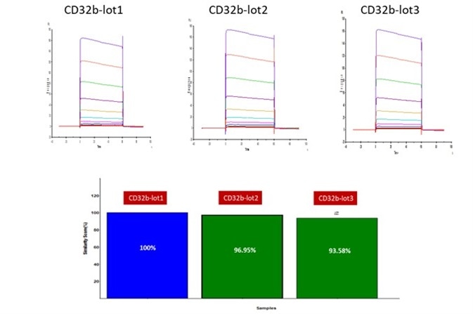 Batch-to-batch consistency result of Human Fc gamma RIIB / CD32b (Cat. No. CDB-H5228). CV is within 10% (Biacore T200)